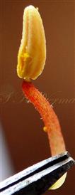  Stamen